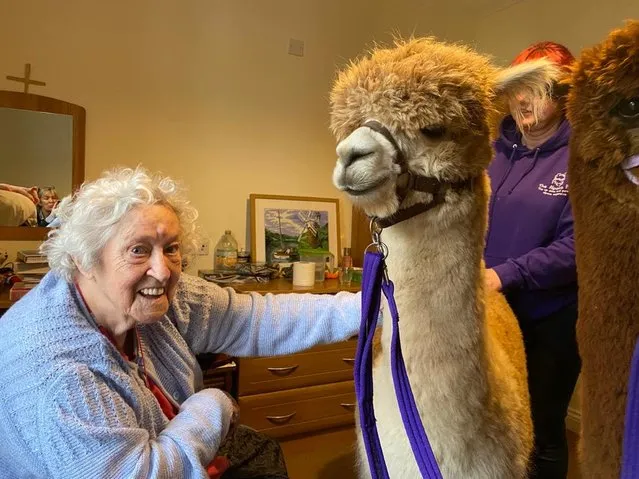 Alpacas Dante and Maya visit residents at MHA Homewood in Leamington Spa, Warwicks on January 18, 2023. The pair spent some time in the home, which offers residential care for 50 residents. (Photo by Triangle News)