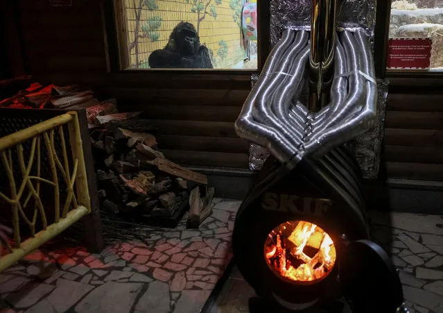 A 48 year-old gorilla Tony seats next to a wood stove, which heats his enclosure, amid Russia's attack on Ukraine, in zoo in Kyiv, Ukraine on January 31, 2023. (Photo by Gleb Garanich/Reuters)