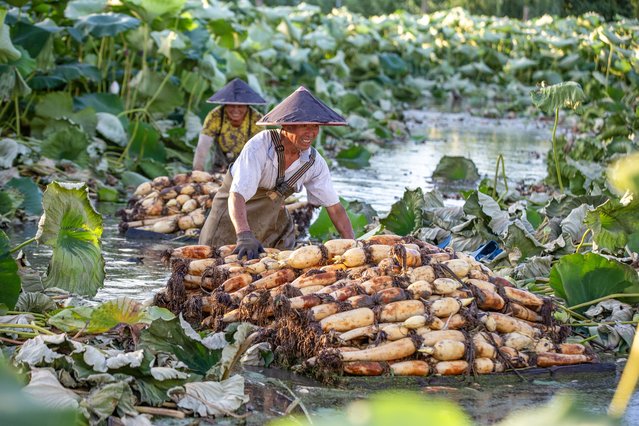 Farmers harvest lotus loots in a pond on July 21, 2025 in Nantong, Jiangsu Province of China. Lotus root harvest season is in full swing in Nantong as farmers work to harvest and transport fresh lotus roots to meet market demand. (Photo by Zhai Huiyong/VCG via Getty Images)