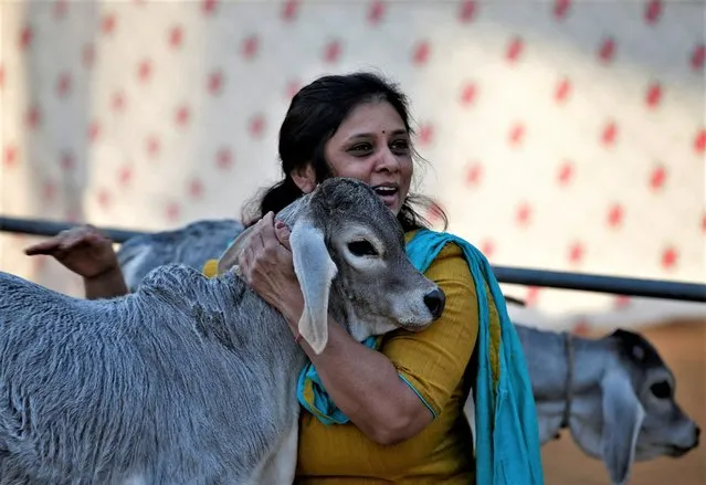 A woman hugs a calf as part of celebrations to mark “Cow Hug Day” on the occasion of Valentine's Day at a cow shelter in Ahmedabad, India on February 14, 2023. (Photo by Amit Dave/Reuters)