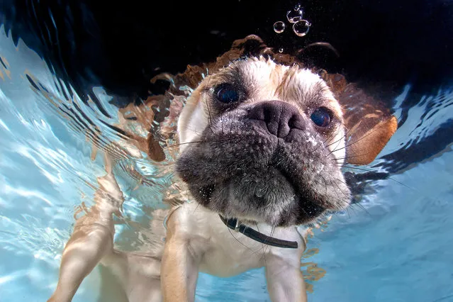 A Labrador pup pops his head underwater. (Photo by Jonny Simpson-Lee/Caters News Agency)
