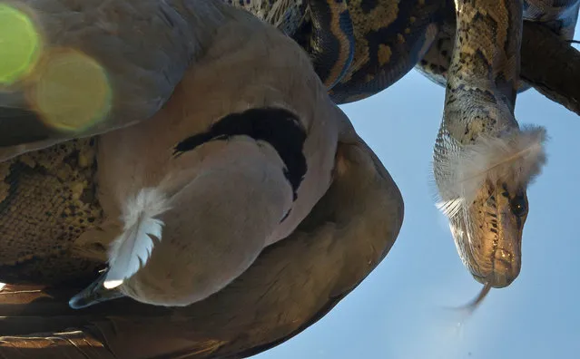 If this majestic dove thought it was safe from predators perching on the branch of a tree, it was wrong – and became supper for a baby python. Ranger Marc Lindsay Rea came across the incredible sight as he drove through the Madikwe Game Reserve, in South Africa. The unfortunate dove had taken refuge on the branch of a buffalo thorn tree – presumably thinking it was a perfect lookout point to spot predators. (Photo by Marc Lindsay/Caters News)