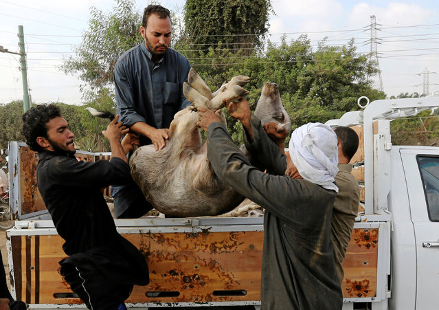 Vendors carry a sold buffalo to the customer's car, ahead of the Muslim festival of sacrifice Eid al-Adha, in Giza, on the outskirts of Cairo, Egypt September 1, 2016Mohamed Abd El Ghany