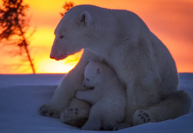 A Polar bear with its cub against a gorgeous sunset. (Photo by David Jenkins/Caters News)