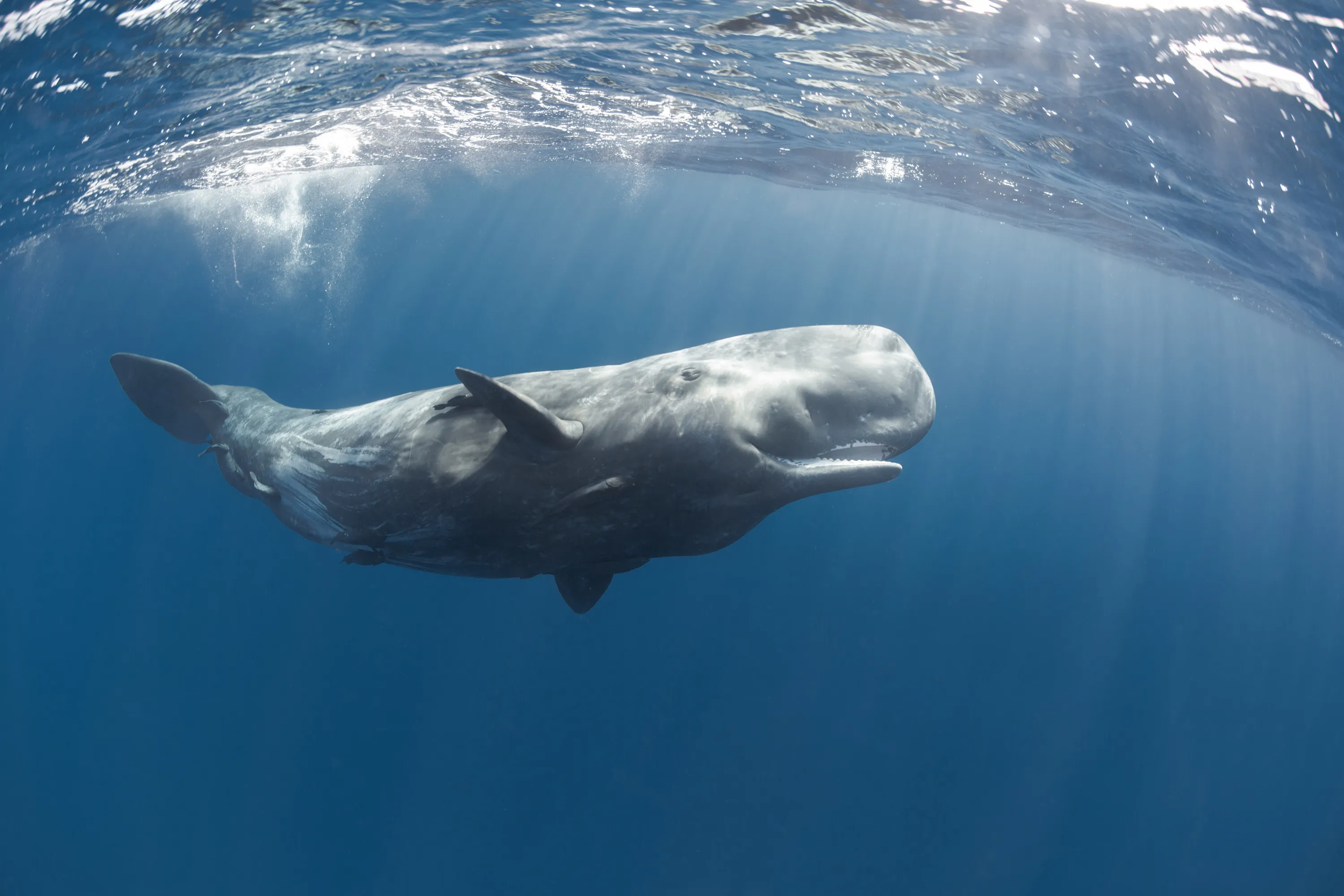 Фото переводчик кита. Китообразные Кашалот. Карликовый кит. Кашалот это зубатый кит. Кашалот в Антарктиде.
