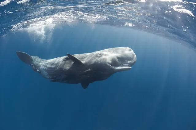 A sperm whale. (Photo by Alexandre Roubaud/Alexandre Voyer/Caters News)