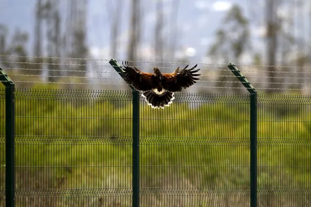 Dustin, a Harris Hawk, flies over a fence at the Mariscal Sucre Airport in Quito November 14, 2015. (Photo by Guillermo Granja/Reuters)