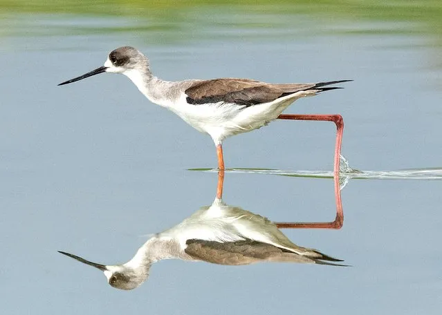 A black-winged stilt patrols a reservoir in Jezreel Valley in Israel early April 2023. Their eggs are a golden colour mottled with brown. (Photo by Itamar Procaccia/Solent News)