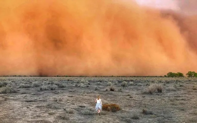 This handout photo taken on January 17, 2020 and received on January 20 courtesy of Marcia Macmillan shows a child running towards a dust storm in Mullengudgery in New South Wales. Dust storms hit many parts of Australia's western New South Wales as a prolonged drought continues. (Photo by Courtesy of Marcia Macmillan/Handout via AFP Photo)