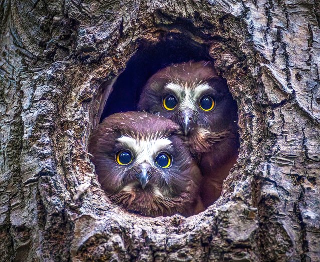A pair of Northern saw-whet owls peer from a tree hollow in Acadia National Park, Maine, USA in the second decade of November 2025. (Photo by Max Wang/Solent News & Photo Agency)