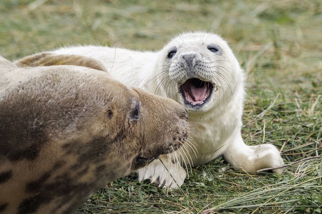 A grey seal pup and its mother are seen at Donna Nook National Nature Reserve on November 16, 2025, in Louth, England. In 2024, the reserve recorded a 25% drop in seal pup numbers compared with the previous year – the largest decline since monitoring began 40 years earlier, according to the Lincolnshire Wildlife Trust. Early indications suggest numbers are recovering this season, with 942 pups born so far. (Photo by Brook Mitchell/Getty Images)