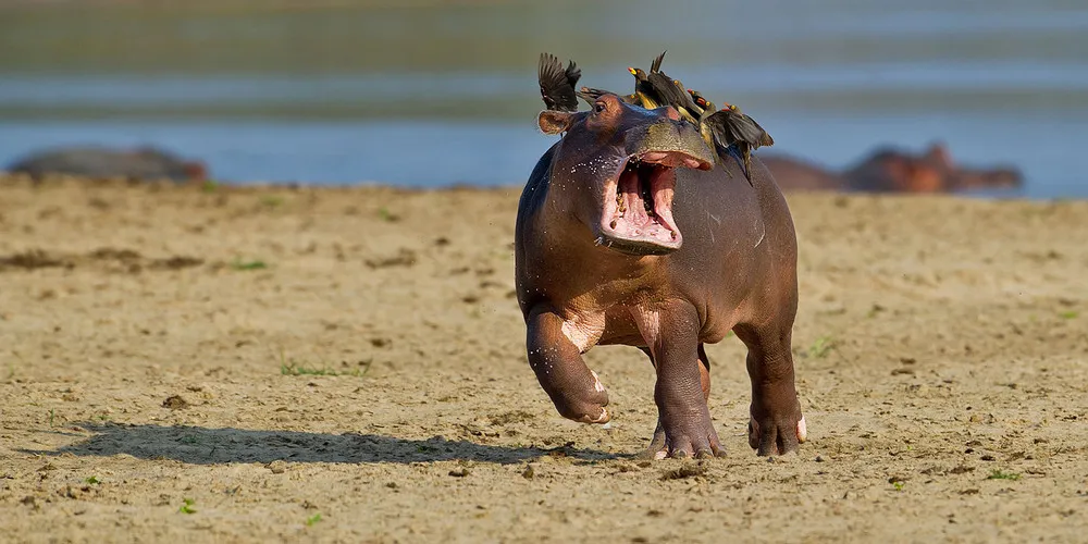 Hippo is Scared of Birds