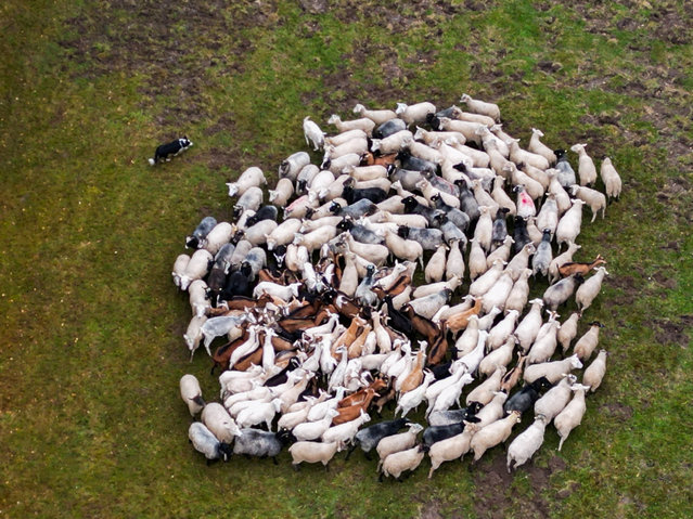 Sheep and goats are herded from summer pastures to winter pastures, near Pribram, Czech Republic, on November 8, 2025. (Photo by Eva Korinkova/Reuters)