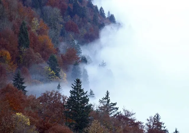 Autumn coloured leaves are pictured beside fog covering the lake of Brienz on a sunny autumn day in the Berner Oberland in Giessbach November 1, 2015. (Photo by Ruben Sprich/Reuters)