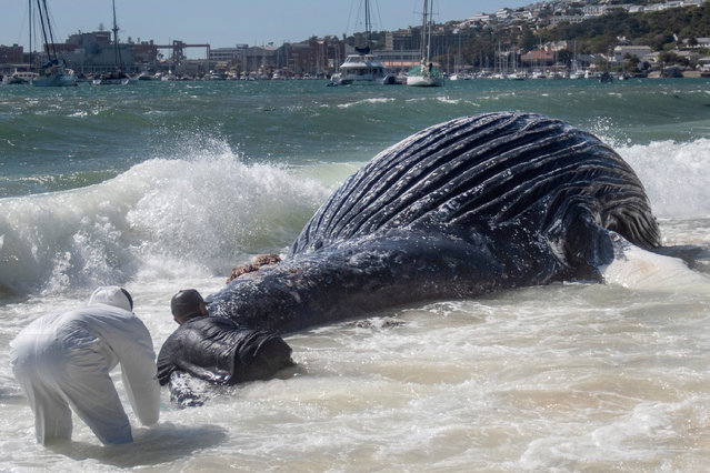 A dead humpback whale lays washed up on a beach in Simon's town in Cape Town, South Africa, Tuesday, October 15, 2024. (Photo by AP Photo/Stringer)