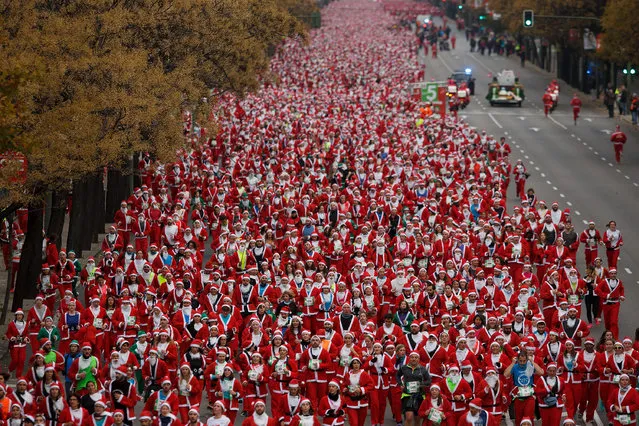 Participants run along Castellana Street during the fourth edition of the yearly Santa Claus “Papa Noel” race on December 12, 2015 in Madrid, Spain. Around ten thousand adults dressed as Santa Claus and children dressed as elves turned out to take part in the 5.5 kilometres, breaking the world record for the race with the most competitors dressed as Santa Claus. Part of the earnings will be donated to the Foundation for Multiple Sclerosis of Madrid. (Photo by Pablo Blazquez Dominguez/Getty Images)