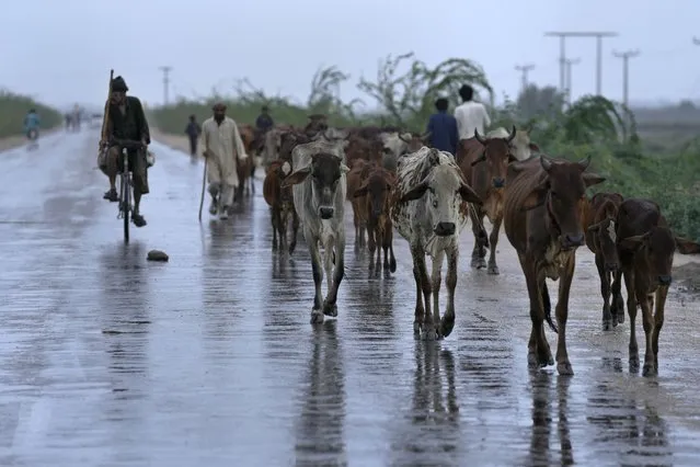 A villager moves with his flock of cows on a highway as he shifting them on higher place following fled from coast area due to Cyclone Biparjoy approaching, near Thatta,  Pakistan's southern district in the Sindh province, Wednesday, June 14, 2023. The coastal regions of India and Pakistan were on high alert Wednesday with tens of thousands being evacuated a day before Cyclone Biparjoy was expected to make landfall. (Photo by Fareed Khan/AP Photo)