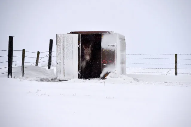 Bingo the donkey takes shelter atop Divis mountain on January 29, 2015 in Belfast, United Kingdom. Continued snow fall and freezing conditions are affecting the road and rail networks across Northern Ireland and the northern part of the UK. (Photo by Charles McQuillan/Getty Images)