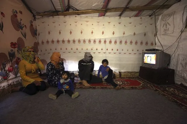 A Syrian refugee from Raqqa (who asked to withhold his name), rests with his family inside his tent after a day's work harvesting cannabis in the Bekaa valley, Lebanon October 19, 2015. He used to work as a driver in Raqqa and was well-off, he said. He says he was forced to work with cannabis in order to survive and is scared to go back home for fear of Islamic State. (Photo by Alia Haju/Reuters)