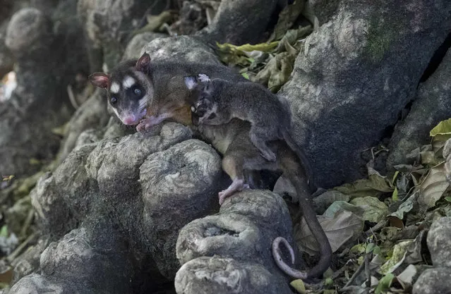 A gray four-eyed opossum (Philander possum) with its young is released into its natural habitat along with other species in Chinandega, Nicaragua, 28 February 2021. All these animals, mostly rescued from abuse and trade, were returned to the wild, previously trained to survive, although some, such as opossums and foxes, were fearful when leaving and stayed quite close to their rescuers. The National Zoo of Nicaragua, which does not extract species from their natural habitat but does reproduce them, has the National Animal Rescue Center, which trains hundreds of specimens each year and carries out dozens of releases in private areas and better preserved reserves in Nicaragua. (Photo by Jorge Torres/EPA/EFE)