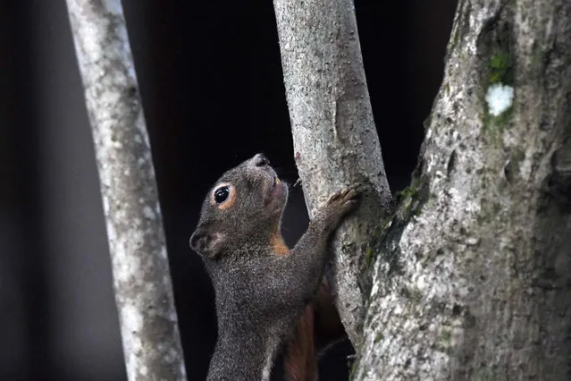 This photograph taken on August 11, 2018 shows a squirrel climbing a tree at Sungei Buloh wetland reserve in Singapore. Sungei Buloh wetland reserve became Singapore' s first ASEAN Heritage Park in 2003 and recognised as a site of international importance for migratory birds. (Photo by Roslan Rahman/AFP Photo)