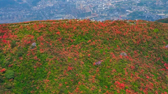 Aerial photo taken on April 24, 2021 shows tourists viewing blooming azalea flowers at Longquan Mountain in Danzhai County, southwest China's Guizhou Province. (Photo by Xinhua News Agency/Rex Features/Shutterstock)