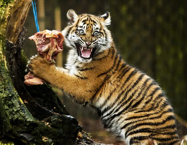 A snarling response from Sumatra tiger Tess as she clutches tightly onto her lunch while being observed by visitors at Burgers' zool in the town city of Arnhem February 17, 2015. (Photo by Koen van Weel/EPA)