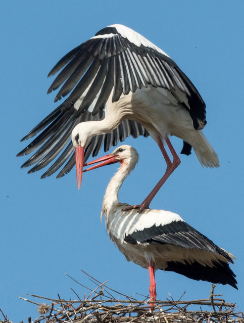 One stork stands on the back of another as they communicate with each other on a nest on a structure in Biebesheim am Rhein, Germany, 09 March 2015. A nesting colony of the migratory birds has been present for two years here. The birds return every year for rearing their young.  EPA/BORIS ROESSLER