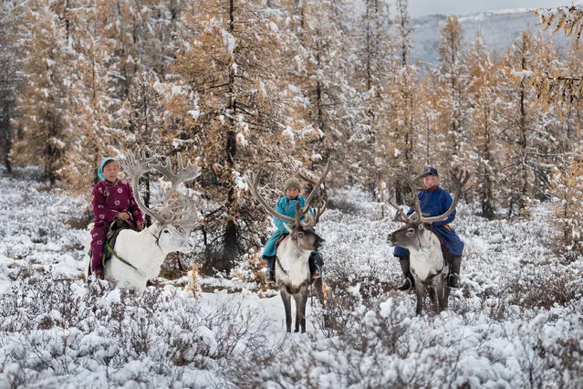 Purev, Bayardalai and Batbayer take a reindeer trek through the snowy forest in Altai Mountains, Mongolia, September 2016. (Photo by Joel Santos/Barcroft Images)