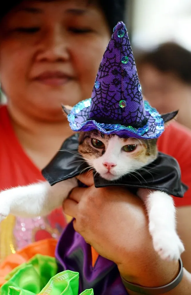 Pets Dress Up for Halloween