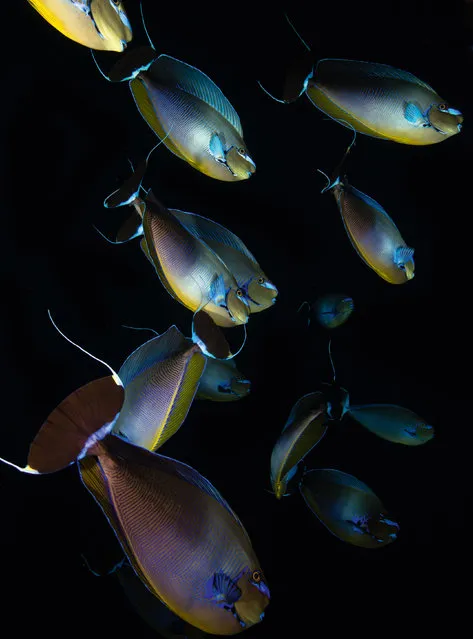 The bignose unicornfish can hide its markings while sleeping or when frightened. (Photo by Philip Hamilton/The Guardian)