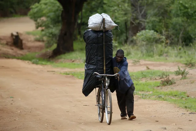 A cyclist transports charcoal for sale at Ngozi village near Malawi's capital Lilongwe, February 2,  2016. (Photo by Mike Hutchings/Reuters)