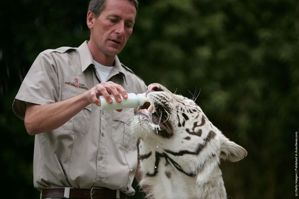Rare White Tiger Swims For His Supper