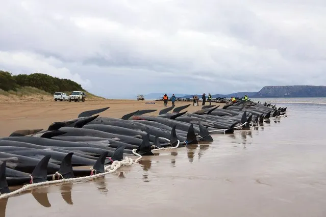 Tasmania state wildlife services personnel check the carcasses of pilot whales, numbering nearly 200, after they were found beached the previous day on Macquarie Heads on the west coast of Tasmania, on September 23, 2022. Almost 200 whales have perished at an exposed, surf-swept beach on the rugged west coast of Tasmania, where Australian rescuers were only able to save a few dozen survivors on September 22. (Photo by Glenn Nicholls/AFP Photo)