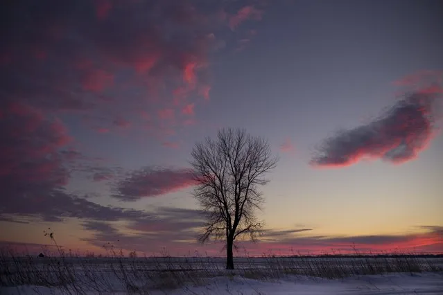 A tree stands in a snow-covered field during sunset Friday, January 29, 2016, near Spencer, Iowa. (Photo by Jae C. Hong/AP Photo)