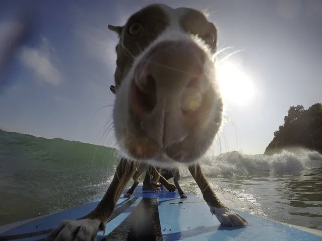 A dog named Rama surfs a wave off Sydney's Palm Beach with its owner, Australian dog trainer and former surfing champion Chris de Aboitiz (not pictured), February 18, 2016. (Photo by Jason Reed/Reuters)