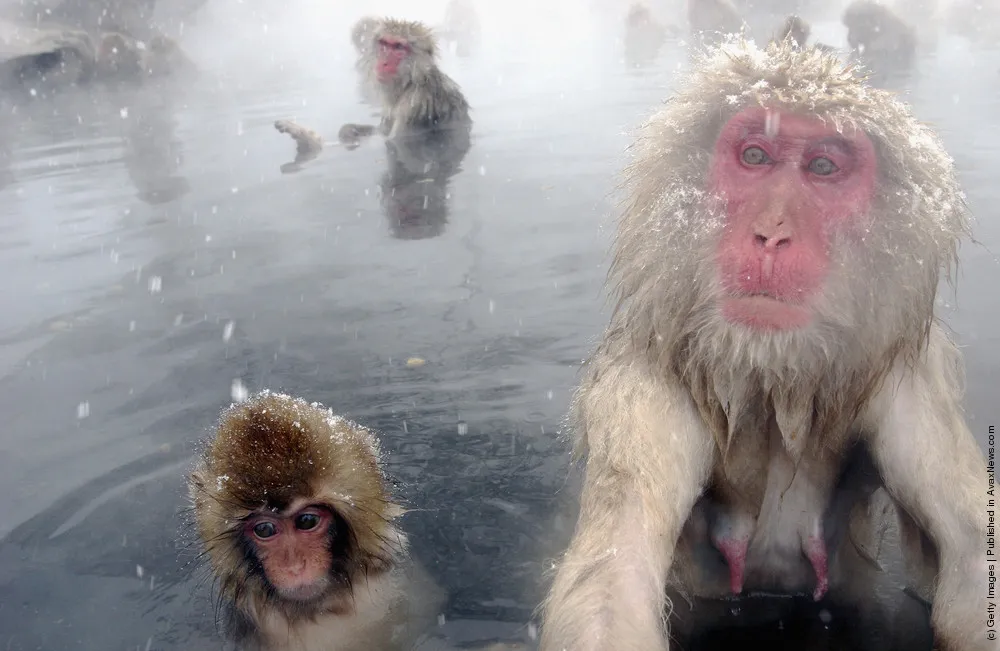 Japanese Macaques Bathe In Hot Springs