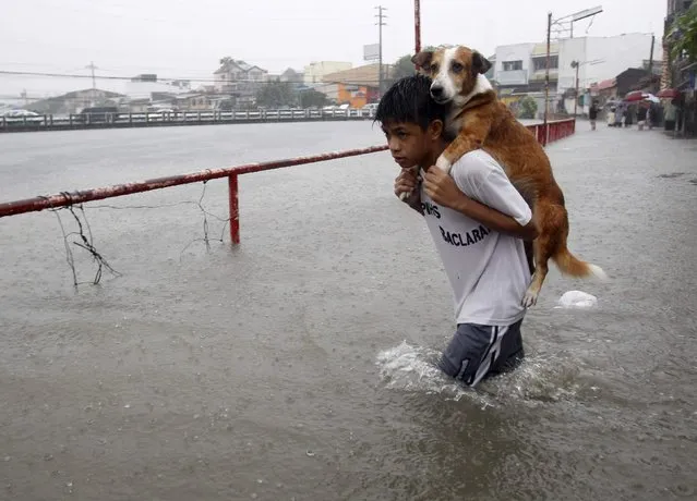 A boy carries his dog whilst wading in floodwaters brought by the monsoon rain, intensified by tropical storm Trami, in Paranaque city, metro Manila August 20, 2013. (Photo by Romeo Ranoco/Reuters)