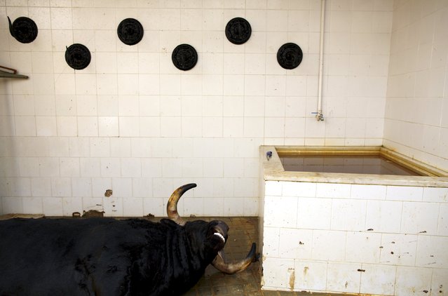 A dead bull lies on the floor after being killed by a rejoneador (mounted bullfighter) during a bullfight at The Maestranza bullring in the Andalusian capital of Seville, southern Spain April 26, 2015. (Photo by Marcelo del Pozo/Reuters)