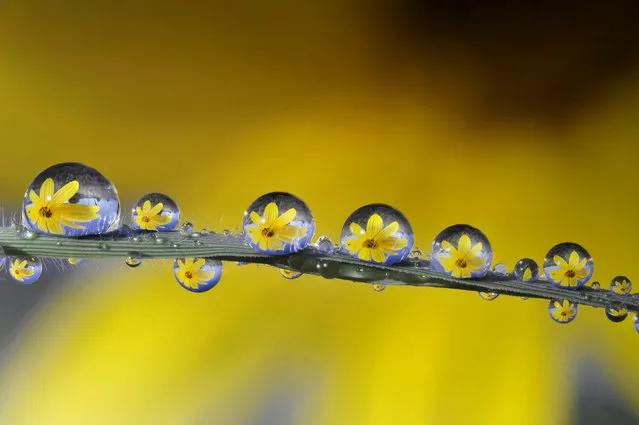 Denemek On alazlamak  Beautiful Dew Drops