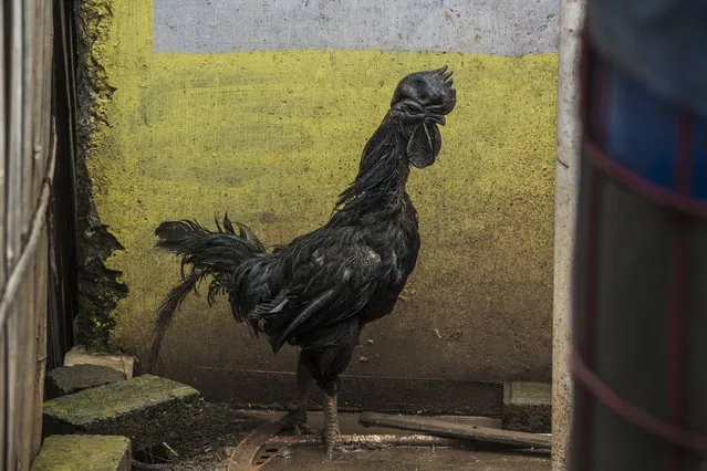 A rooster bred for its all black appearance walks through the yard of a small backyard farm on February 3, 2017 on the outskirts of Jakarta, Indonesia. (Photo by Ed Wray/Getty Images)