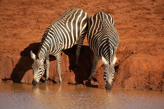 Highly commended; Watering hole antics. Kenya. A pair of Grevy’s zebra drink from a watering hole. (Photo by Hayden Wood/Royal Society of Biology Photography Competition)
