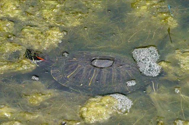 A turtle stays underwater at the Echo Park Lake in Los Angeles Monday, August 17, 2020. A heatwave brought triple-digit temperatures and raised wildfire danger and fears of coronavirus spread, a significant concern in a state with more than 621,000 confirmed cases. Public health officers urged people to follow masks and social distancing orders if they head outdoors. (Photo by Damian Dovarganes/AP Photo)