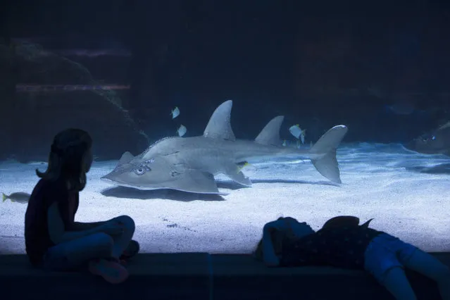 A ray shark swims by a viewing theater as visiting children rest beside the glass at the Newport Aquarium, Monday, May 4, 2015, in Newport, Ky. (Photo by John Minchillo/AP Photo)