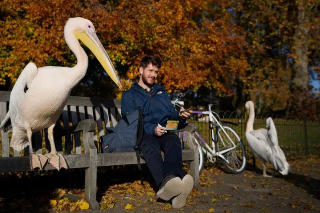 A pelican shares a bench with a cyclist in St James's Park in London, Wednesday, November 17, 2021. (Photo by Kirsty Wigglesworth/AP Photo)