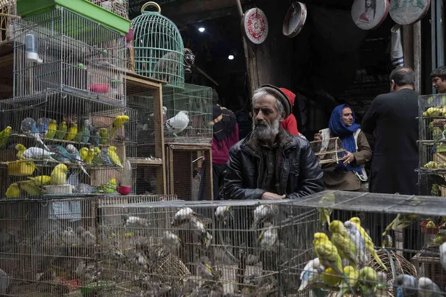 Bird vendors wait for customers at a bird market in Kabul, Afghanistan, Tuesday, November 16, 2021. (Photo by Petros Giannakouris/AP Photo)