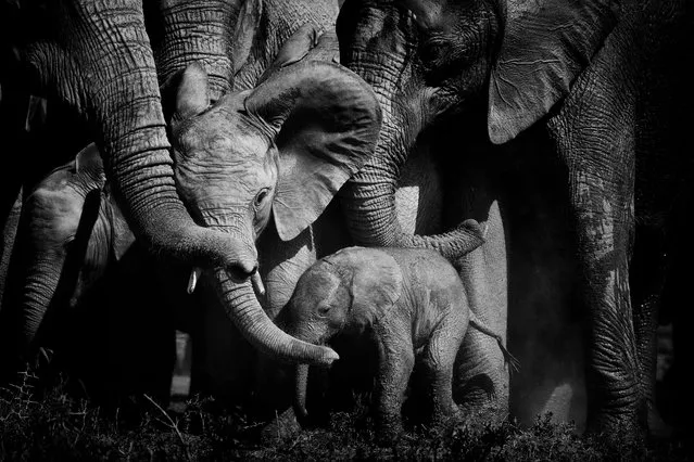 Bonds of love by Peter Delaney, Ireland/South Africa. Peter was photographing the herd in Addo elephant reserve, South Africa, when the newborn let out a shriek. A bull elephant had been trying to separate the calf from its mother. The herd reacted instantly – blowing loud calls, flapping ears, then surrounding the young and reaching out their trunks for reassurance. Elephants create bonds that last a lifetime, and they can show emotions from love to anger. Peter says: “There is something magical and beautiful when you observe elephants – it touches your soul and pulls at your heartstrings”. (Photo by Peter Delaney/Wildlife Photographer of the Year 2021)