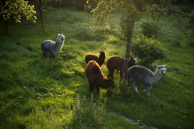 Alpacas of Lisa Vella-Gatt (not pictured) walk by her farm near Benfeita, Portugal May 11, 2015. (Photo by Rafael Marchante/Reuters)