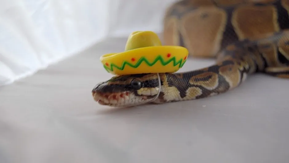 Snakes in Hats