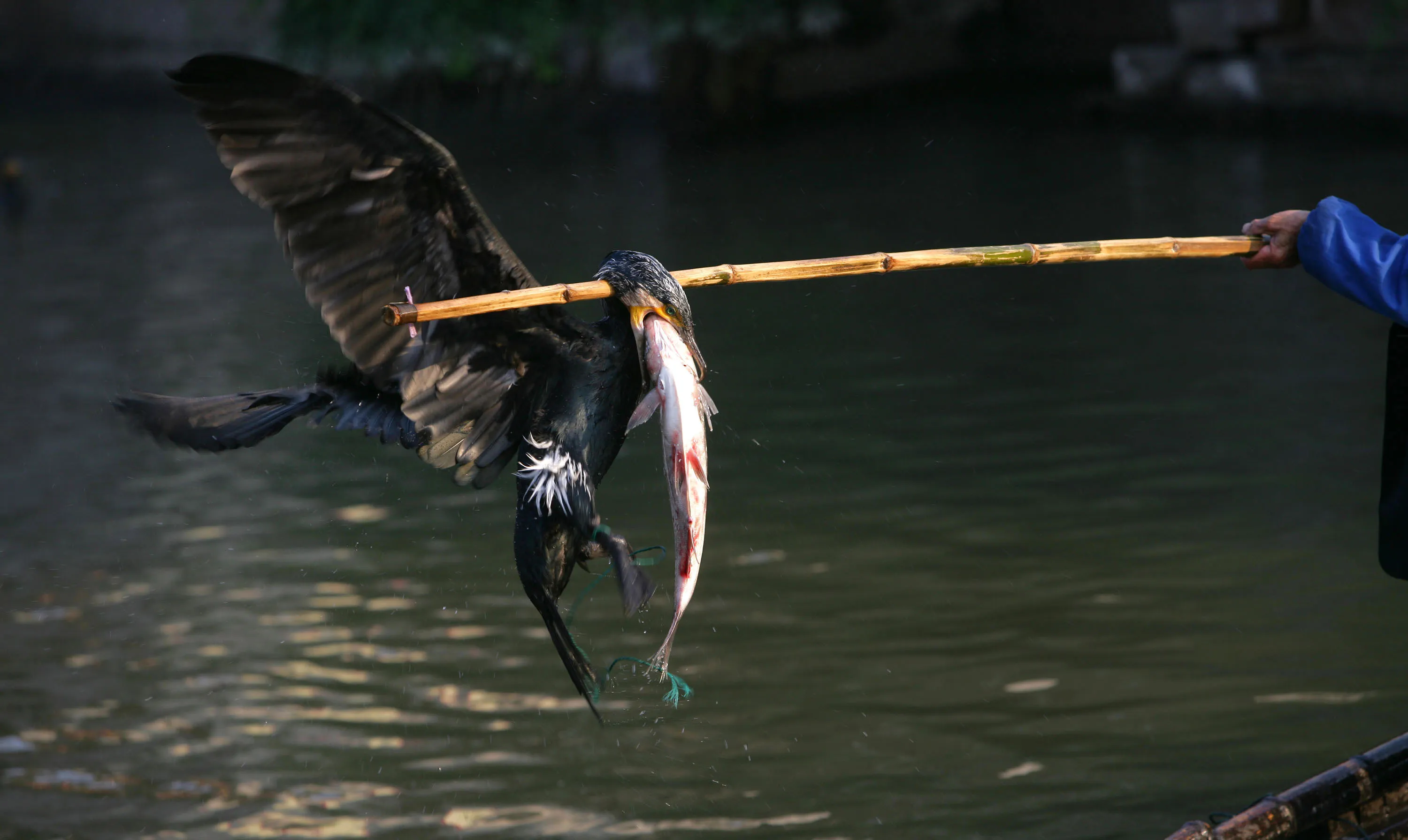 Ловите рыбу с помощью. Рыбалка с бакланами в Китае. Рыбная ловля с бакланами в Китае. Птица рыболов Баклан. Бакланы ловят рыбу в Китае.
